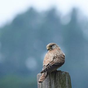 Common Kestrel