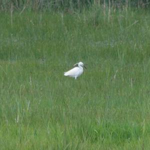 Little Egret