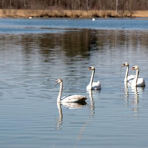 Mute Swan