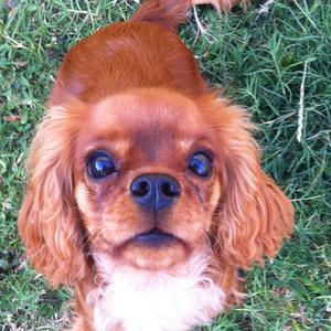 Cavalier King Charles Spaniel
