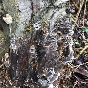 Unknown Species