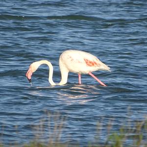 Greater Flamingo