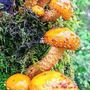 Goldfell-Schüppling