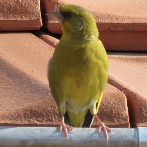 European Greenfinch
