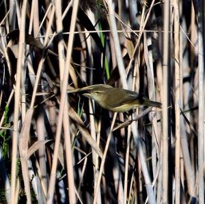 Willow Warbler