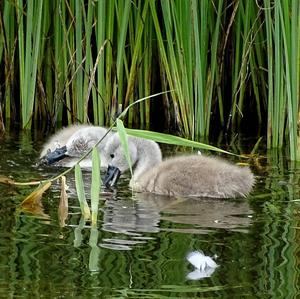 Mute Swan