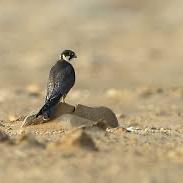 Baumfalke