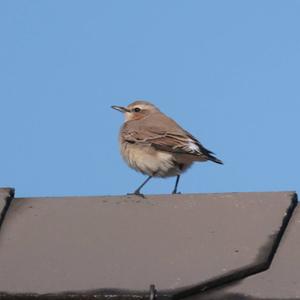 Northern Wheatear