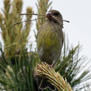 European Greenfinch