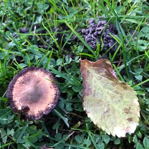 Unknown Species