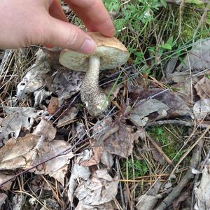 Scaber Stalk, Common