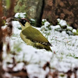 Eurasian Green Woodpecker