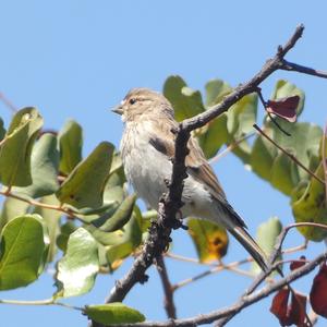 Eurasian Linnet