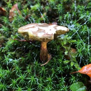Red-cracked Bolete