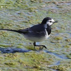 White Wagtail