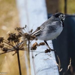 White Wagtail