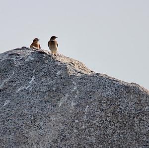Northern Wheatear