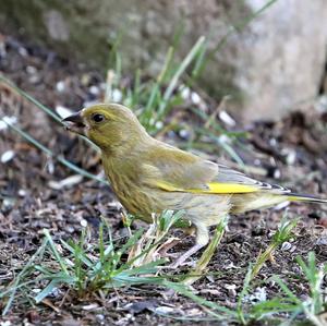 European Greenfinch