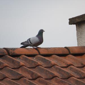 Rock Pigeon