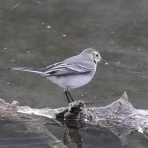 White Wagtail