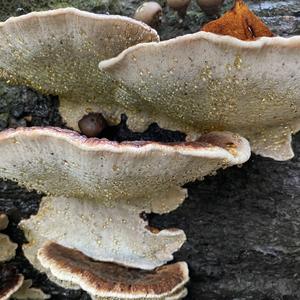 Resinous Polypore