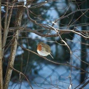 European Robin