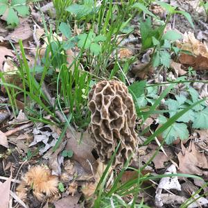 Yellow Morel