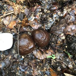 Fawn Mushroom