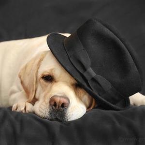 Retriever (Labrador)