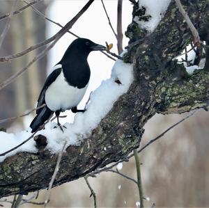 Black-billed Magpie
