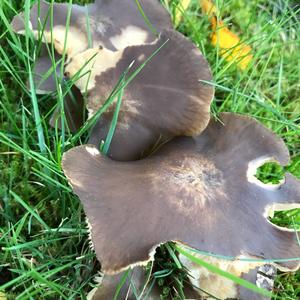 Unknown Species