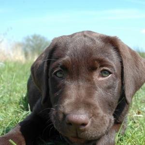 Retriever (Labrador)