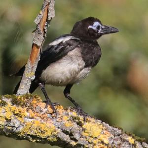 Black-billed Magpie