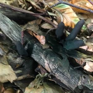 Dead Man`s Fingers