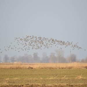 Kampfläufer