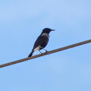 Black Wheatear