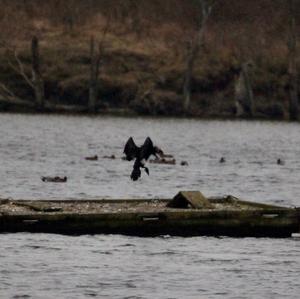 Kormoran