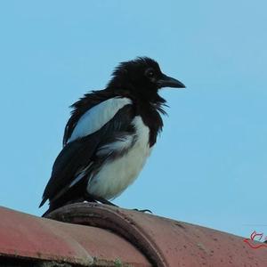 Black-billed Magpie