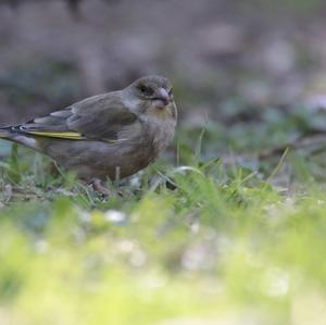 European Greenfinch