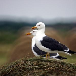 Heringsmöwe