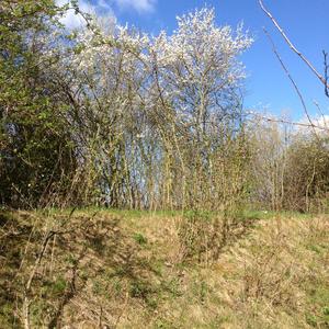 Willow Warbler
