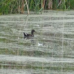Common Moorhen