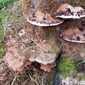 Artist`s Fungus
