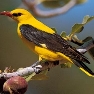 Eurasian Golden Oriole