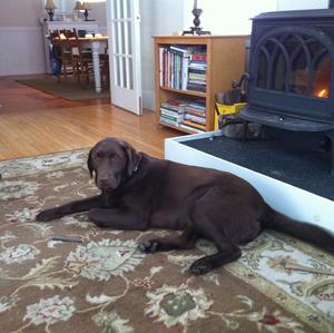 Retriever (Labrador)