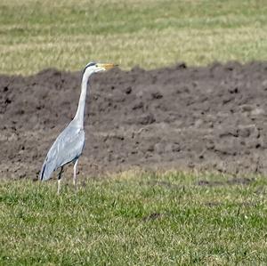 Grey Heron