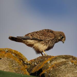 Common Kestrel