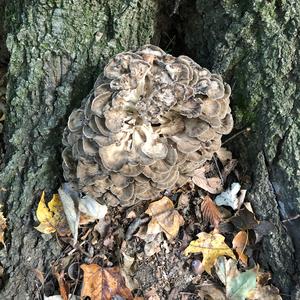 Hen-of-the-Woods
