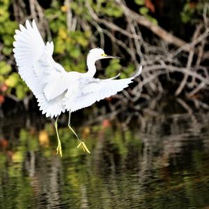 Little Egret