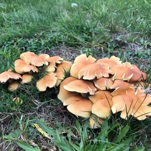 Unknown Species